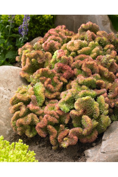 Очиток Кристатум рожево-фіолетове забарвлення 